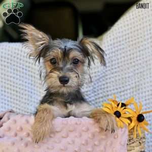 Bandit, Morkie / Yorktese Puppy