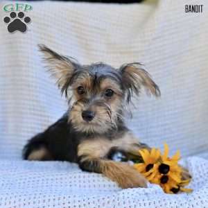 Bandit, Morkie / Yorktese Puppy