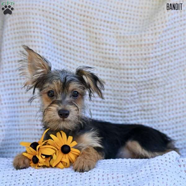 Bandit, Morkie / Yorktese Puppy