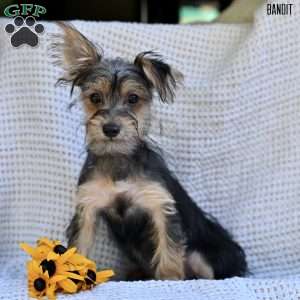 Bandit, Morkie / Yorktese Puppy