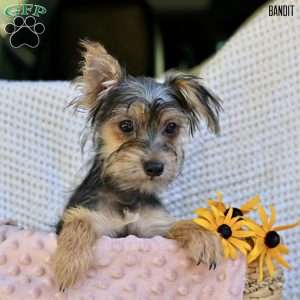 Bandit, Morkie / Yorktese Puppy