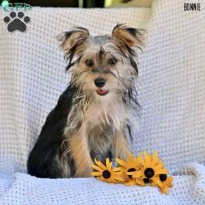 Bonnie, Morkie / Yorktese Puppy
