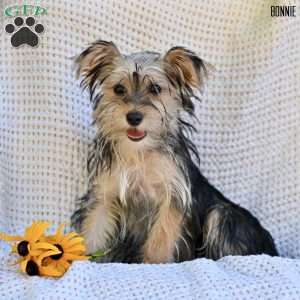 Bonnie, Morkie / Yorktese Puppy