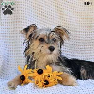 Bonnie, Morkie / Yorktese Puppy