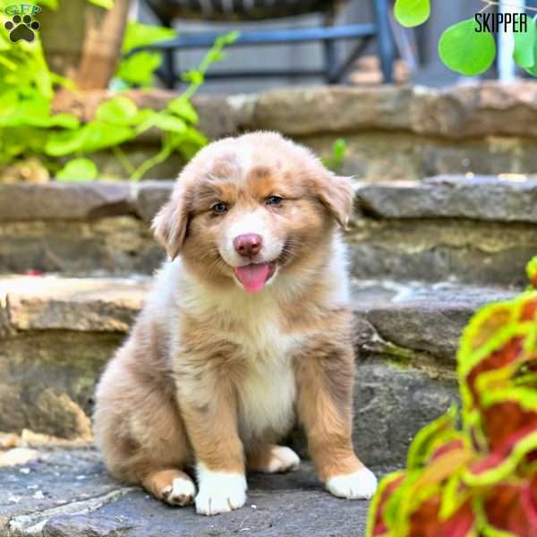 Skipper, Australian Shepherd Puppy
