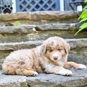 Skipper, Australian Shepherd Puppy