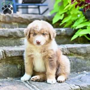 Skipper, Australian Shepherd Puppy