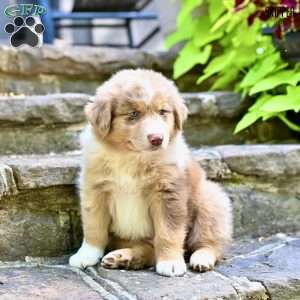 Skipper, Australian Shepherd Puppy