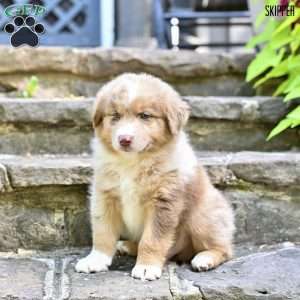 Skipper, Australian Shepherd Puppy