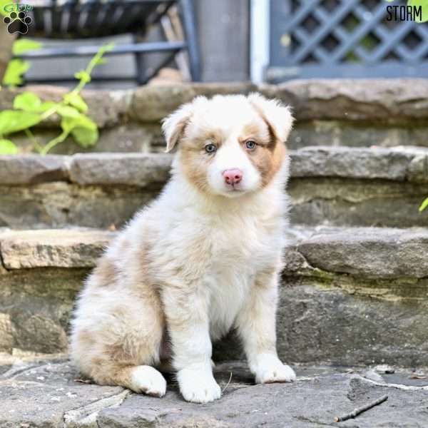 Storm, Australian Shepherd Puppy