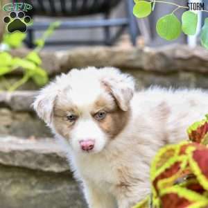 Storm, Australian Shepherd Puppy