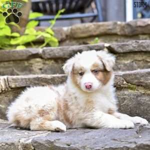 Storm, Australian Shepherd Puppy