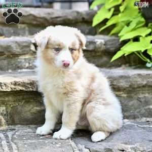 Storm, Australian Shepherd Puppy