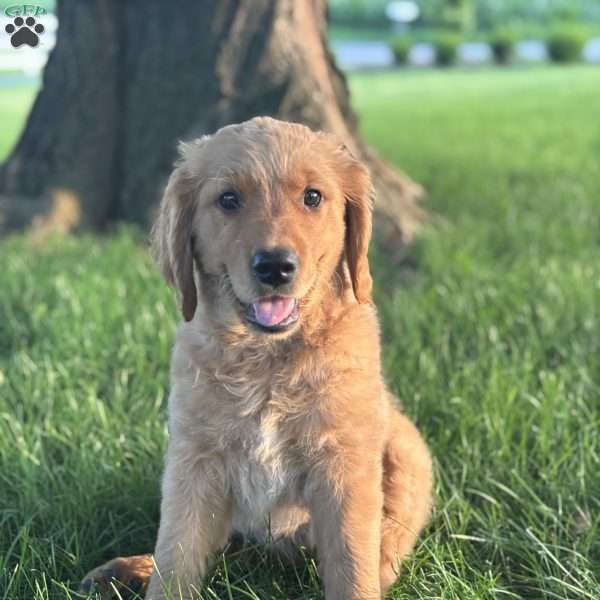Buddy, Golden Retriever Puppy