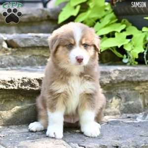 Samson, Australian Shepherd Puppy