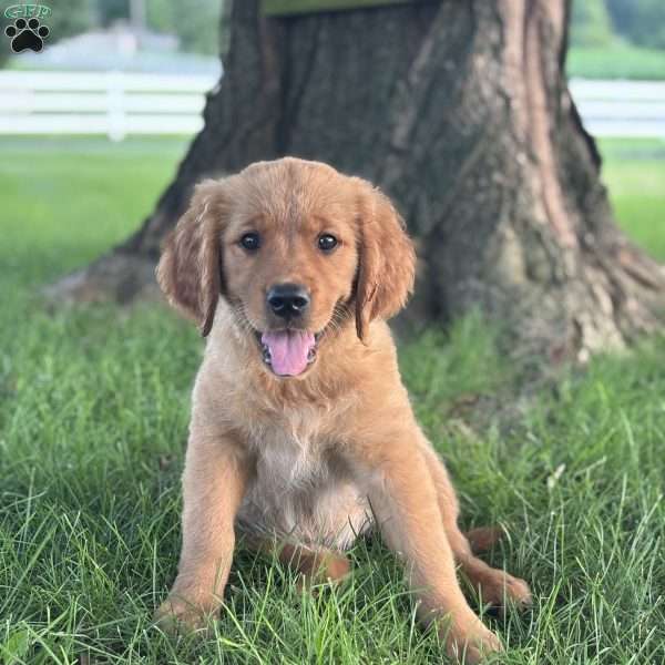 Violette, Golden Retriever Puppy