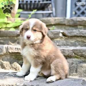 Samson, Australian Shepherd Puppy