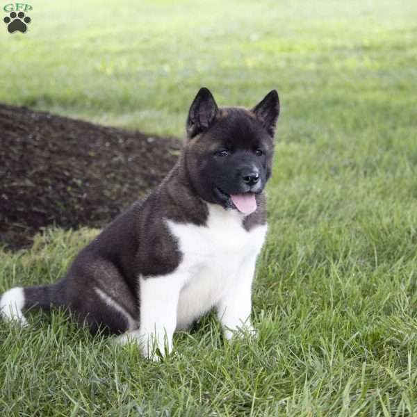 Kenji, Akita Puppy