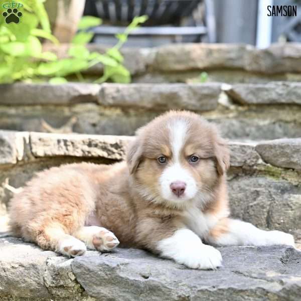 Samson, Australian Shepherd Puppy