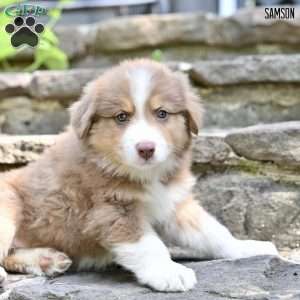 Samson, Australian Shepherd Puppy