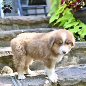 Samson, Australian Shepherd Puppy