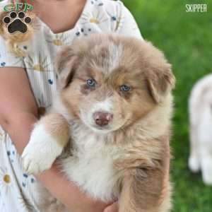 Skipper, Australian Shepherd Puppy