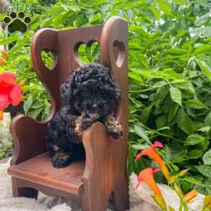 Teddy, Miniature Poodle Puppy