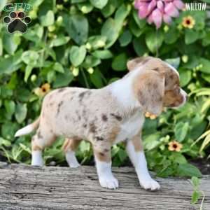 Willow, Beagle Mix Puppy