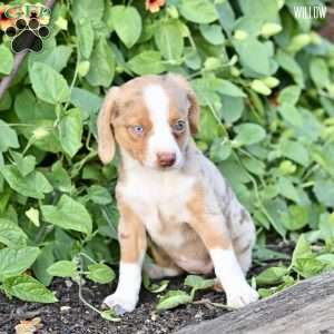 Willow, Beagle Mix Puppy