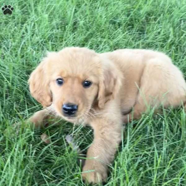 Daphne, Golden Retriever Puppy