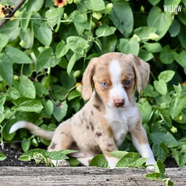 Willow, Beagle Mix Puppy