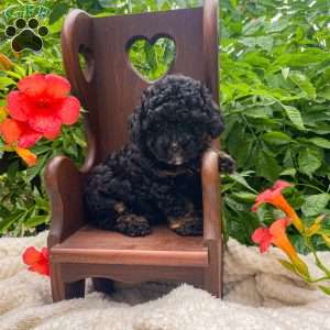 Teddy, Miniature Poodle Puppy