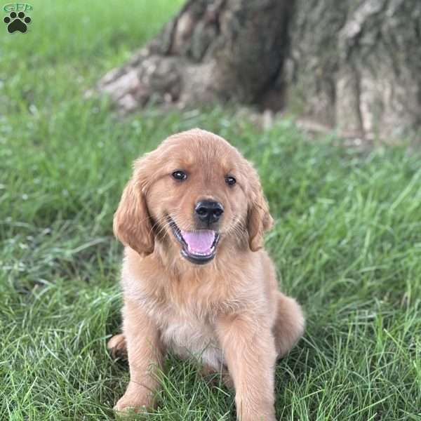 Rosy, Golden Retriever Puppy