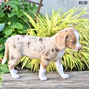 Willow, Beagle Mix Puppy