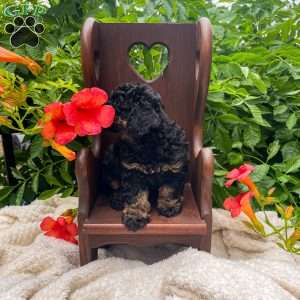 Teddy, Miniature Poodle Puppy