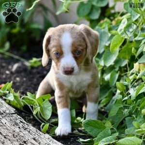 Willow, Beagle Mix Puppy