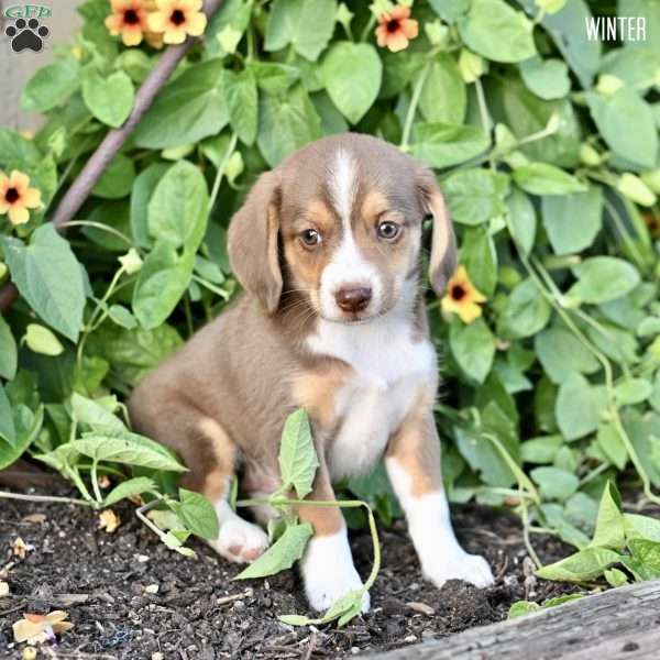 Winter, Beagle Mix Puppy