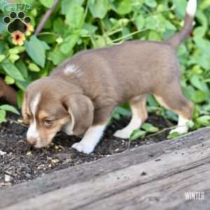 Winter, Beagle Mix Puppy