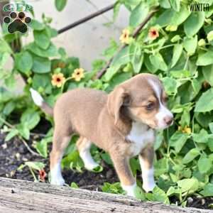 Winter, Beagle Mix Puppy