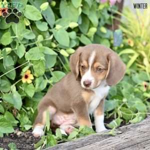 Winter, Beagle Mix Puppy
