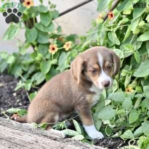 Winter, Beagle Mix Puppy