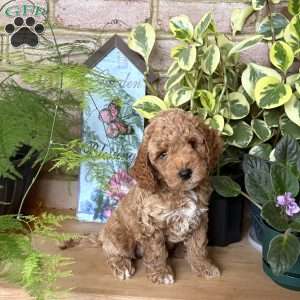 Rocky, Cockapoo Puppy