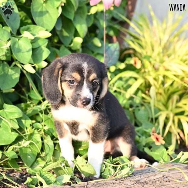 Wanda, Beagle Mix Puppy