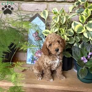 Rocky, Cockapoo Puppy