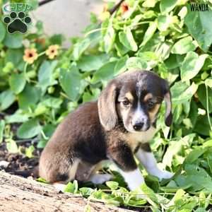 Wanda, Beagle Mix Puppy