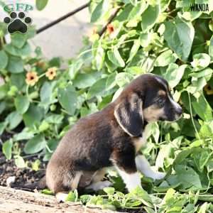 Wanda, Beagle Mix Puppy