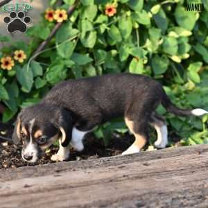Wanda, Beagle Mix Puppy