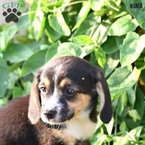 Wanda, Beagle Mix Puppy