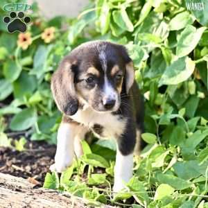 Wanda, Beagle Mix Puppy