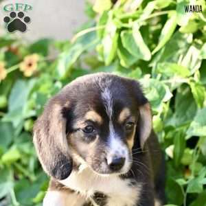 Wanda, Beagle Mix Puppy